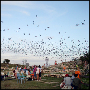 Frio Bat Flight