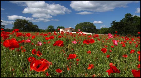 poppies